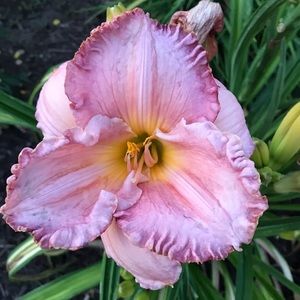 Meet your Posher, Debbie